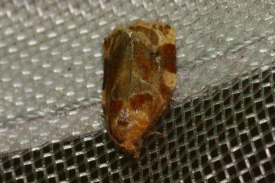 <i>Archips xylosteana</i>
