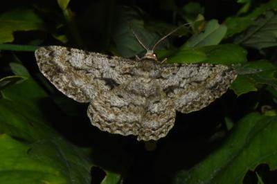 <i>Hypomecis roboraria</i>
