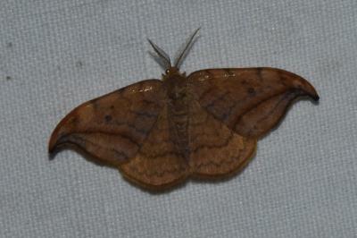 <i>Drepana curvatula</i>