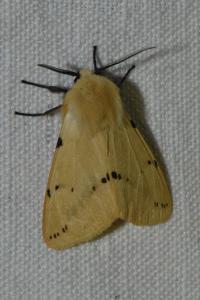 <i>Spilarctia lutea</i>
