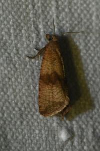 <i>Celypha striana</i>
