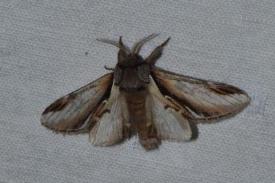 <i>Pheosia gnoma</i>