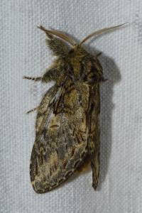 <i>Peridea anceps</i>