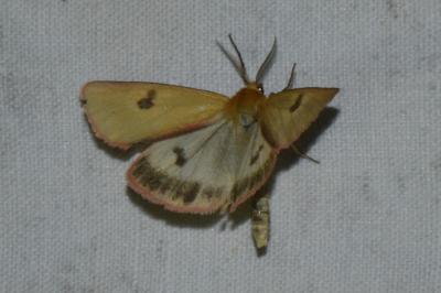 <i>Diacrisia sannio</i>