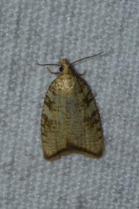 <i>Aleimma loeflingiana</i>