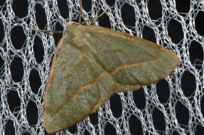 <i>Hylaea fasciaria</i>