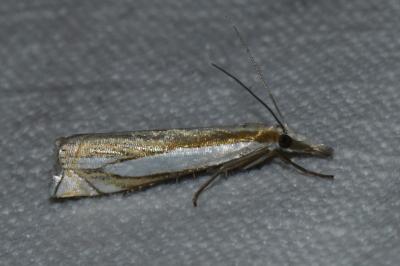 <i>Crambus pascuella</i>