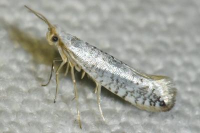 <i>Argyresthia retinella</i>