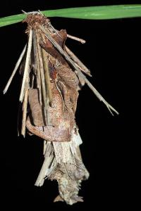 <i>Canephora hirsuta</i>