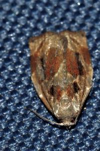 <i>Archips crataegana</i>