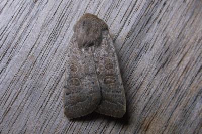 <i>Hoplodrina ambigua</i>