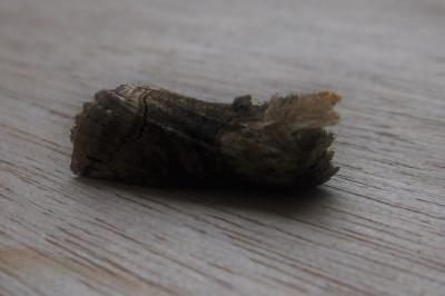 <i>Abrostola triplasia</i>