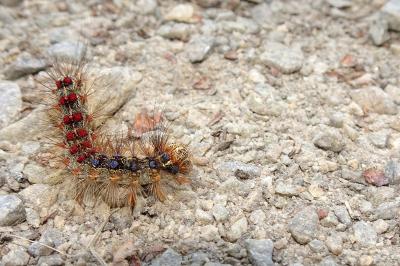 Lymantria dispar