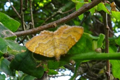 <i>Camptogramma bilineata</i>