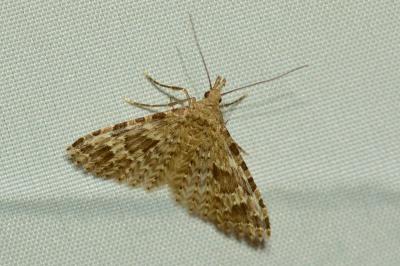 <i>Alucita hexadactyla</i>