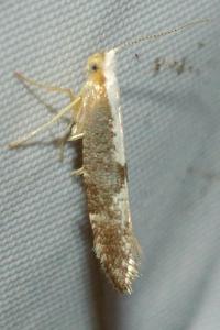 <i>Argyresthia spinosella</i>
