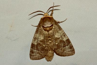 <i>Cossus cossus</i>