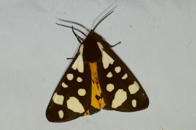 <i>Arctia villica</i>