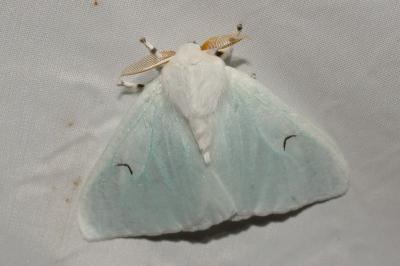 <i>Arctornis l-nigrum</i>