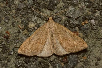 <i>Pechipogo strigilata</i>