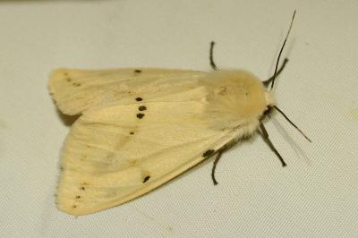 <i>Spilarctia lutea</i>
