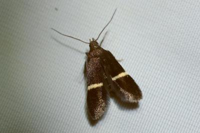 <i>Aproaerema</i>