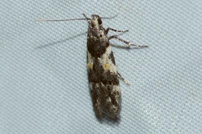 <i>Teleiodes luculella</i>