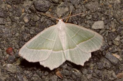 <i>Campaea margaritaria</i>