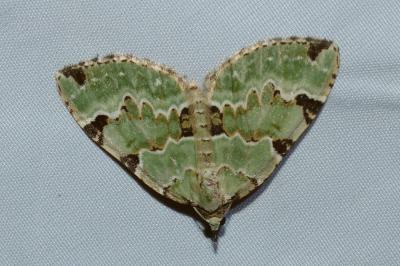 <i>Colostygia pectinataria</i>