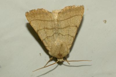 Charanyca trigrammica