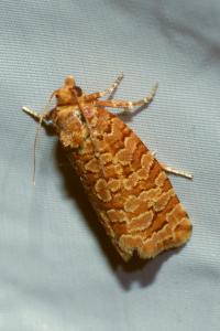 <i>Lozotaeniodes formosana</i>