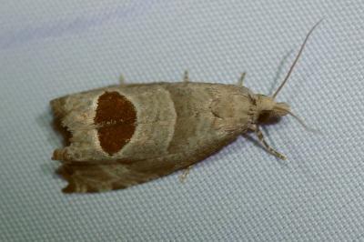 <i>Notocelia uddmanniana</i>
