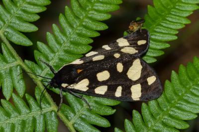 <i>Arctia villica</i>