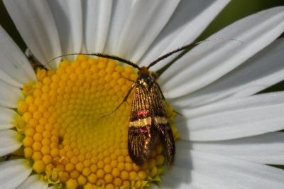 <i>Adela croesella</i>