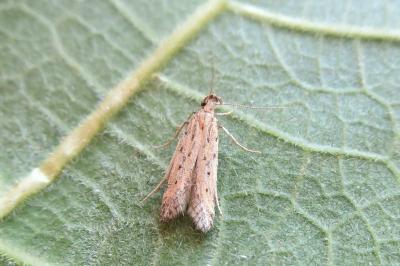 <i>Metzneria</i>