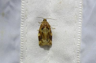 <i>Archips xylosteana</i>