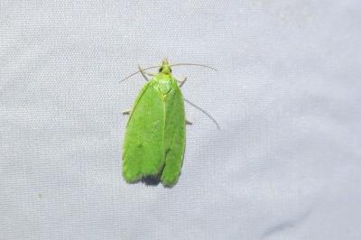 <i>Tortrix viridana</i>