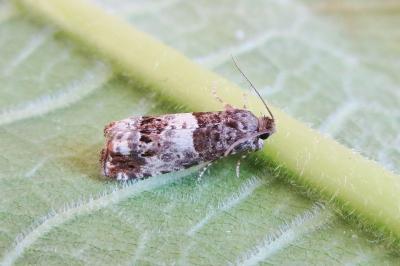<i>Notocelia trimaculana</i>