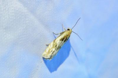 <i>Eucosma cana</i>