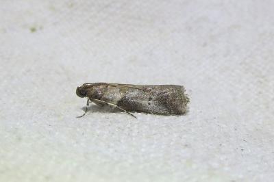 <i>Acrobasis consociella</i>