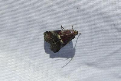 <i>Acrobasis marmorea</i>