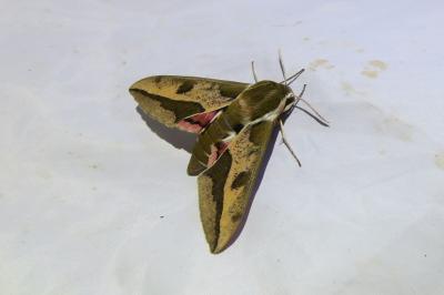 <i>Hyles euphorbiae</i>