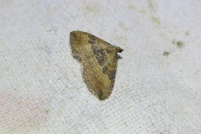 <i>Nycterosea obstipata</i>