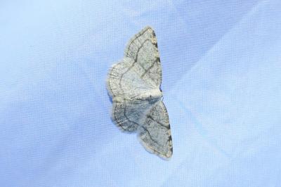 <i>Stegania trimaculata</i>