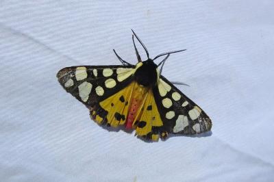 <i>Arctia villica</i>