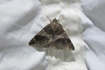 <i>Dysgonia algira</i>