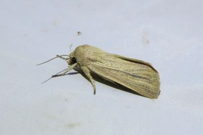 <i>Mythimna pudorina</i>