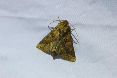 <i>Conisania luteago</i>