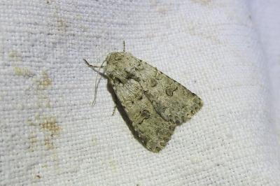 Anarta stigmosa
