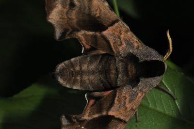 <i>Smerinthus ocellatus</i>